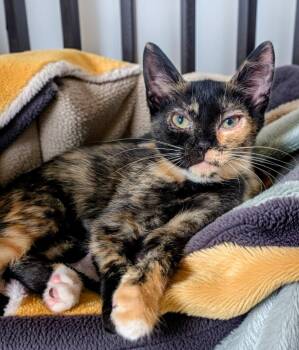 Jelly-$75 Adoption Fee Special -  Domestic Short Hair Cat for Adoption in Fort Myers, Florida - Jelly-$75 Adoption Fee Special | PetCurious