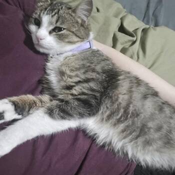 Genevieve -  American Shorthair Cat for Adoption in Mount Vernon, Arkansas - Genevieve | PetCurious