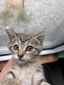 Sushi -  Domestic Short Hair Cat for Adoption in Morgantown, Kentucky - Sushi | PetCurious