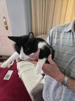 Babe -  Domestic Short Hair Cat for Adoption in Simcoe, Ontario - Babe | PetCurious