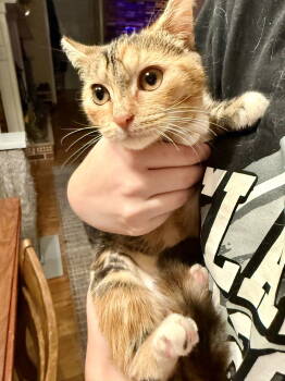 Rescue Domestic Short Hair Cats for Adoption in Camden, South Carolina - Stained Glass | PetCurious