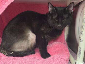 Domestic Short Hair Cats Available for Adoption in Omaha, Nebraska - DRACAENA | PetCurious