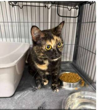 Rescue Domestic Short Hair Cats for Adoption in Calgary, Alberta - Stones | PetCurious