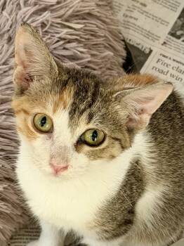 Rescue Domestic Short Hair Cats for Adoption in Chicago, Illinois - Lylla | PetCurious