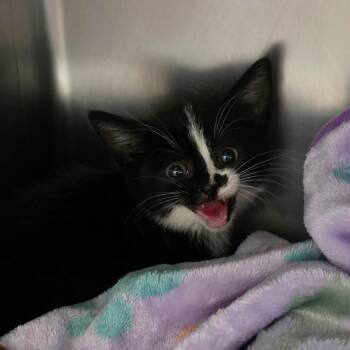 Katniss -  Domestic Short Hair Cat for Adoption in Council Bluffs, Iowa - Katniss | PetCurious