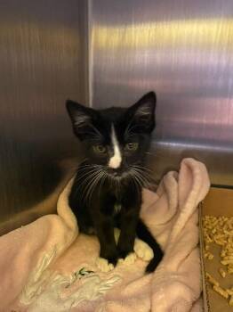 DVD -  Domestic Short Hair Cat for Adoption in Jackson, Tennessee - DVD | PetCurious