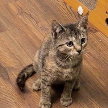 Leah -  Domestic Short Hair Cat for Adoption in Bentonville, Arkansas - Leah | PetCurious