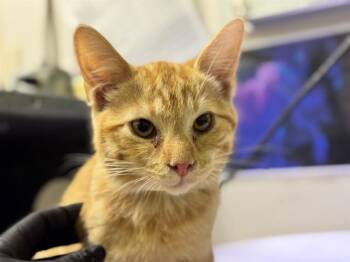 EUGENE -  Domestic Short Hair Cat for Adoption in Pueblo, Colorado - EUGENE | PetCurious