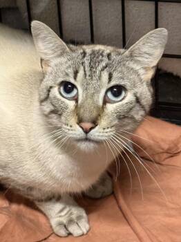 CosMc McDonalds -  Siamese Cat for Adoption in Mount Laurel Township, New Jersey - CosMc McDonalds | PetCurious
