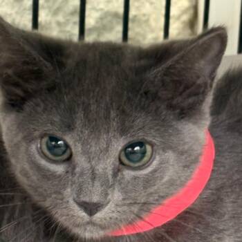 menace -  Domestic Short Hair Cat for Adoption in Taos, New Mexico - Menace | PetCurious