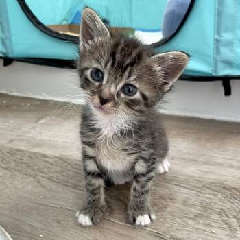 Fumufumu -  Domestic Short Hair Cat for Adoption in Los Angeles, California - Fumufumu | PetCurious