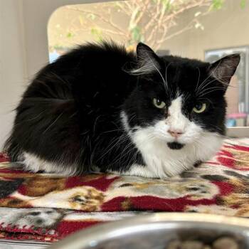 Domestic Long Hair Cats Available for Adoption - CHARLENE | PetCurious