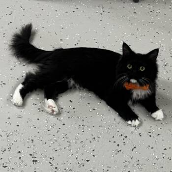 Domestic Medium Hair Cats Available for Adoption in Yucca Valley, California - Labelle | PetCurious