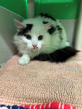 Domestic Long Hair Cats Available for Adoption in Peoria, Illinois - BITSY | PetCurious
