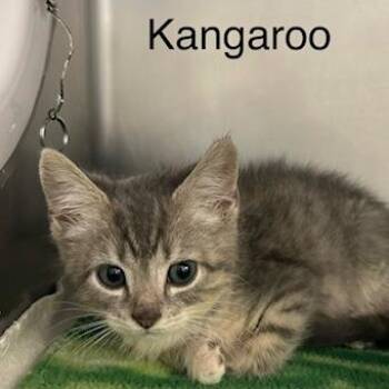Kangaroo -  Domestic Short Hair Cat Available for Adoption in Knoxville, Tennessee - Kangaroo | PetCurious