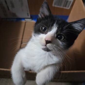 Rescue Domestic Short Hair Cats for Adoption in Wichita, Kansas - Mickey Meows | PetCurious