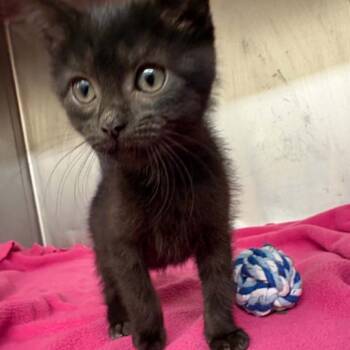 Blossom C26-045 -  Domestic Short Hair Cat for Adoption in Elbow Lake, Minnesota - Blossom C26-045 | PetCurious