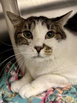 Nibbles -  Domestic Short Hair Cat for Adoption in Wichita, Kansas - Nibbles | PetCurious