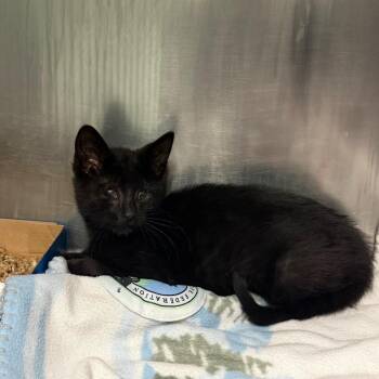S63906 -  Domestic Short Hair Cat for Adoption in Newark, New Jersey - S63906 | PetCurious