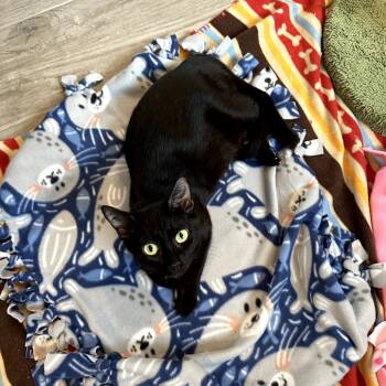 Rescue Domestic Short Hair Cats for Adoption in Juno Beach, Florida - Flossie | PetCurious