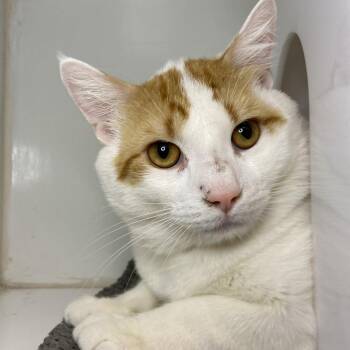 Domestic Short Hair Cats Available for Adoption - Normand | PetCurious