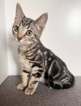 Domestic Short Hair Cats Available for Adoption in Rochester, Indiana - Hank | PetCurious
