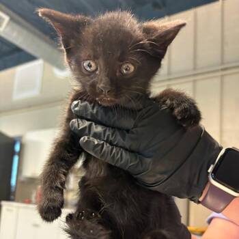 Domestic Short Hair Cats Available for Adoption in Huntington, West Virginia - Maris | PetCurious