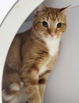 Fritatta *FIV+* -  Domestic Short Hair and Tabby Cat for Adoption in Cuyahoga Falls, Ohio - Fritatta *FIV+* | PetCurious