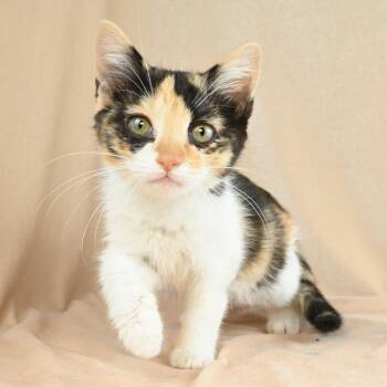 Lucy -  Domestic Short Hair Cat for Adoption in Mobile, Alabama - Lucy | PetCurious