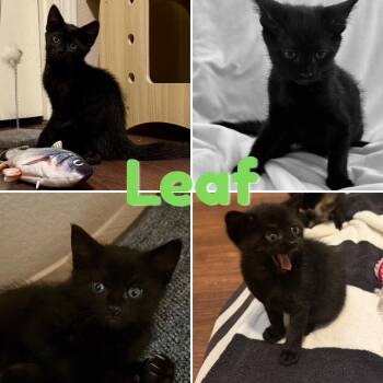 Leaf -  Domestic Short Hair Cat for Adoption in Orangevale, California - Leaf | PetCurious