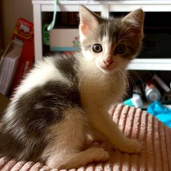 Bumblebee Tuna -  Domestic Medium Hair Cat for Adoption in Fredericksburg, Virginia - Bumblebee Tuna | PetCurious