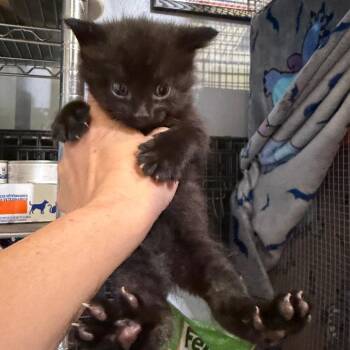 Domestic Short Hair Cats Available for Adoption in Tustin, California - Whiskertron | PetCurious