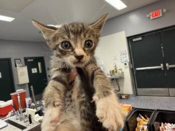 A1937460 -  Domestic Short Hair Cat for Adoption in Thousand Palms, California - A1937460 | PetCurious