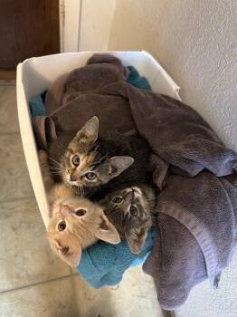 Simon -  Domestic Short Hair Cat for Adoption in Lafayette, Colorado - Simon | PetCurious