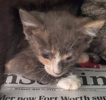 A2478127 -  Domestic Short Hair Cat for Adoption in Fort Lauderdale, Florida - A2478127 | PetCurious