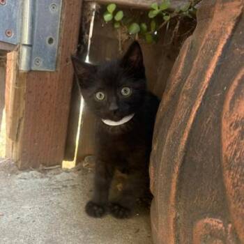 Sirius -  Domestic Short Hair Cat for Adoption in Spokane, Washington - Sirius | PetCurious