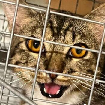 Meatball -  Domestic Short Hair Cat for Adoption - Meatball | PetCurious