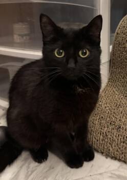 Potion -  Domestic Short Hair Cat for Adoption in Port Washington, Wisconsin - Potion | PetCurious