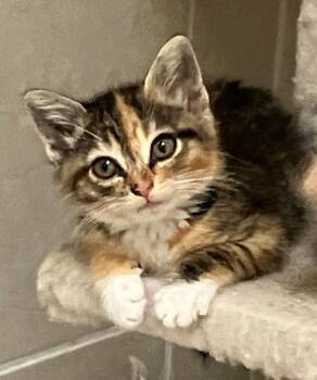 Tammy -  Domestic Medium Hair Cat for Adoption - Tammy | PetCurious