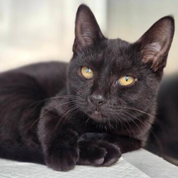 Stef -  Domestic Short Hair Cat for Adoption in Sarasota, Florida - Stef | PetCurious