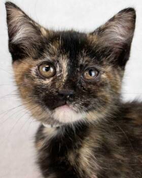 Domestic Short Hair and Tortoiseshell Cats Available for Adoption - Ta