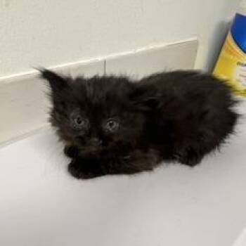 Wells Fargo -  Domestic Medium Hair Cat Available for Adoption in St. Louis, Missouri - Wells Fargo | PetCurious