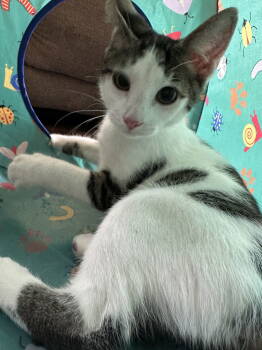 Rescue Domestic Short Hair Cats for Adoption in Rockaway, New Jersey - Dahlia's Mike | PetCurious