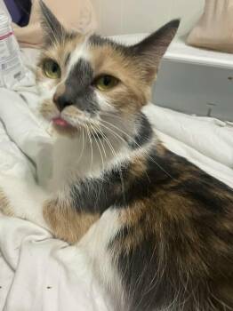 Rescue Domestic Short Hair Cats for Adoption in Shakespeare, Ontario - Clarabelle | PetCurious