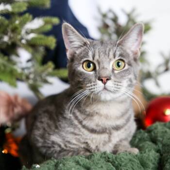Domestic Short Hair Cats Available for Adoption - Ziva | PetCurious