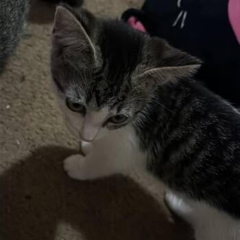 Oatmeal -  Domestic Short Hair Cat for Adoption in Shelbyville, Indiana - Oatmeal | PetCurious