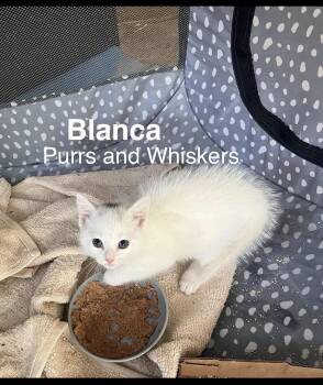 Domestic Short Hair Cats Available for Adoption in New Hartford, New York - Blanca | PetCurious