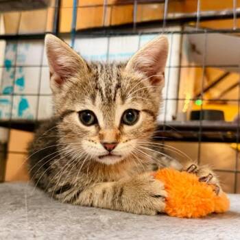 Zion -  Domestic Short Hair Cat for Adoption in Green Bay, Wisconsin - Zion | PetCurious