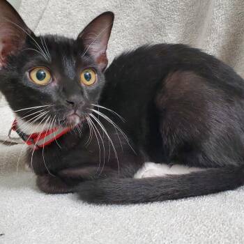 Wand -  Domestic Short Hair Cat for Adoption in Brea, California - Wand | PetCurious