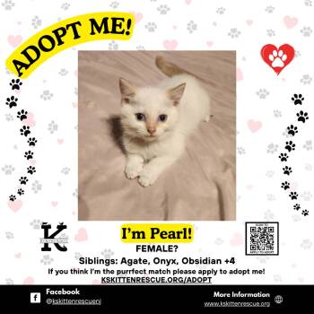 Domestic Short Hair Cats Available for Adoption in OSBORNVILLE, New Jersey - Pearl | PetCurious